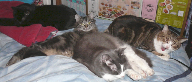 4 cats on my bed