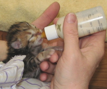 bottle baby