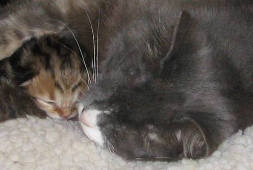 awww