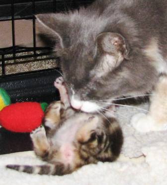 Cougar washes kitten