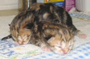 cuthbert and agatha