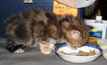 weaning agatha